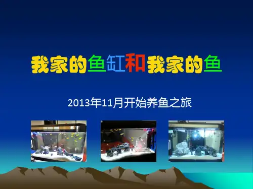 我家的鱼缸-造景-鲷科鱼ppt课件