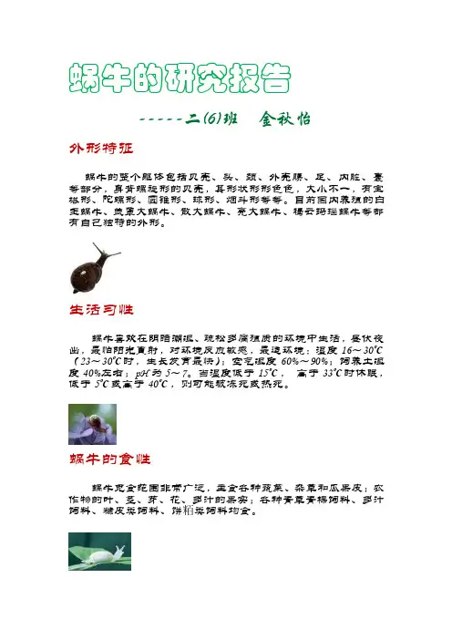 蜗牛的研究报告