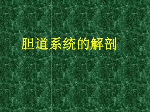 肝脏的解剖、分叶_2023年学习资料