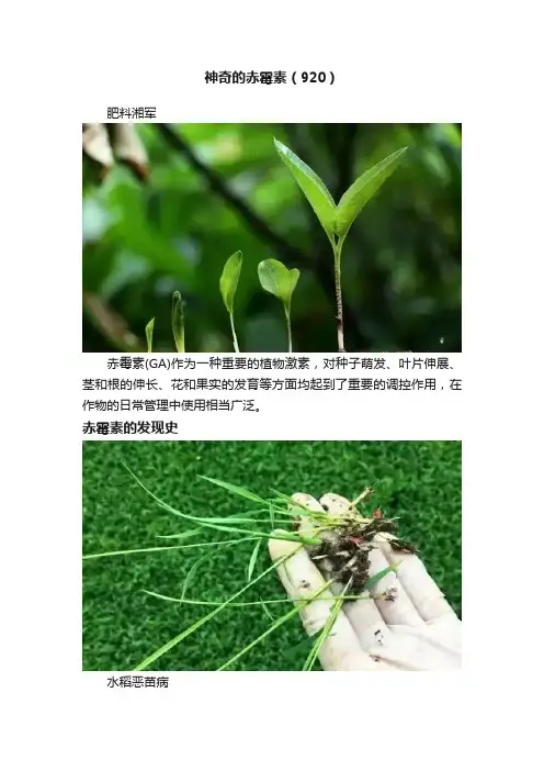 神奇的赤霉素（920）