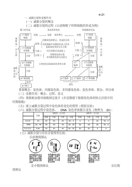 减数分裂和受精作用导学案5_高三生物教案