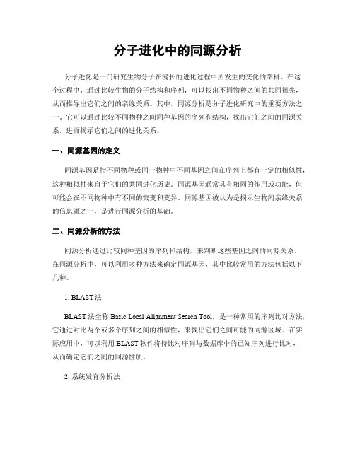 分子进化中的同源分析