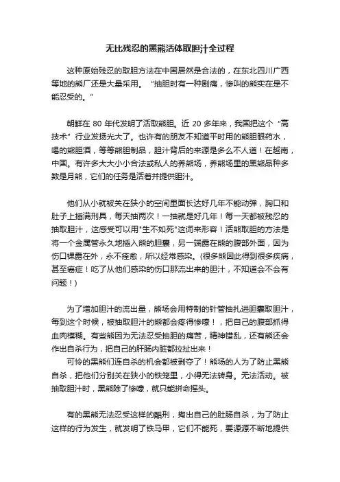 无比残忍的黑熊活体取胆汁全过程