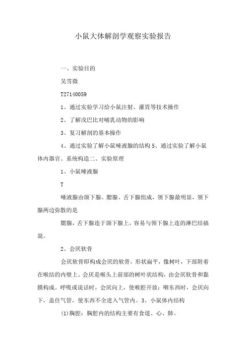 小鼠大体解剖学观察实验报告