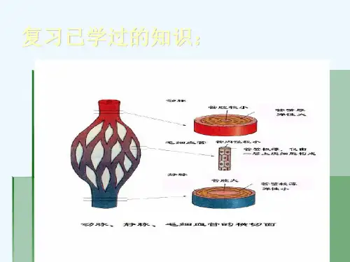 生物人教版七年级下册第四章第三节《心脏》