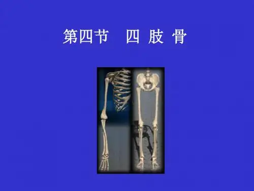 四肢骨