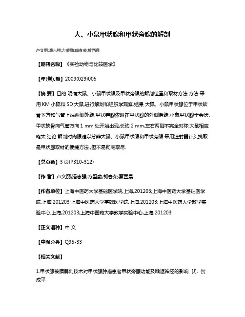 大、小鼠甲状腺和甲状旁腺的解剖