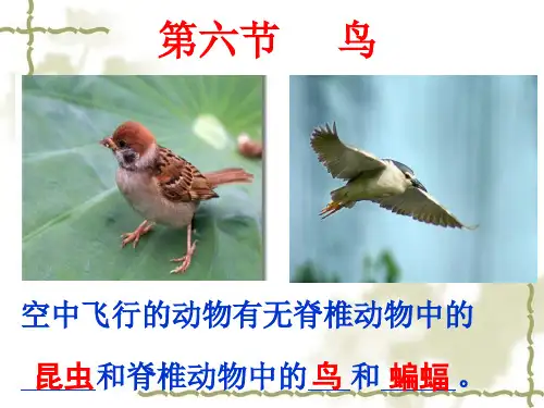 初中八年级上册生物《鸟》课件
