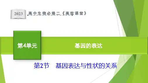 基因表达与性状的关系课件--高一下学期生物人教版必修2