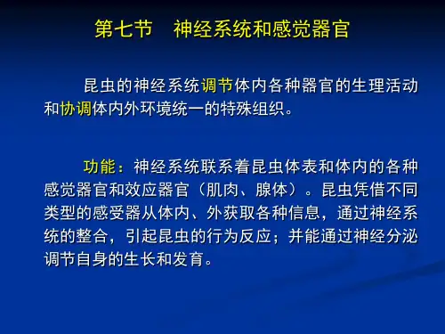 昆虫学课件第四章 昆虫的神经系统和感觉器官