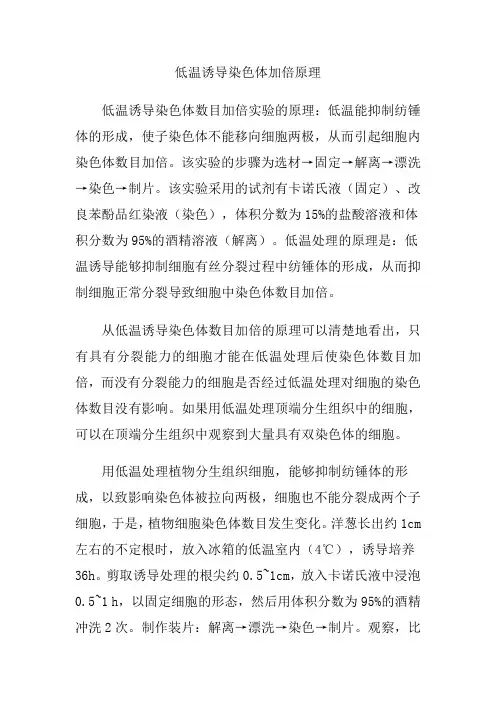低温诱导染色体加倍原理