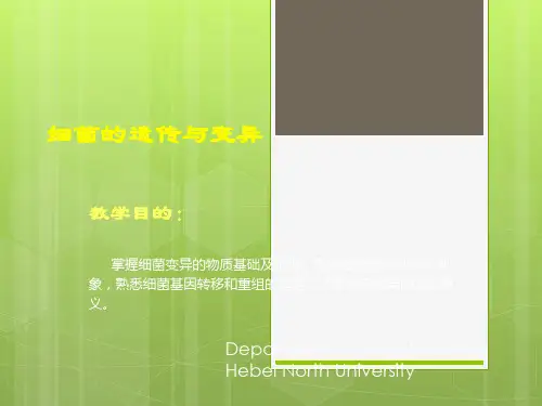 细菌的遗传与变异
