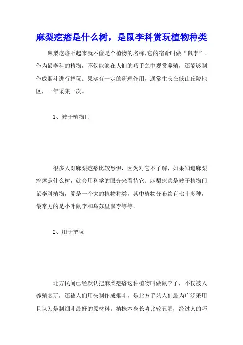 麻梨疙瘩是什么树,是鼠李科赏玩植物种类