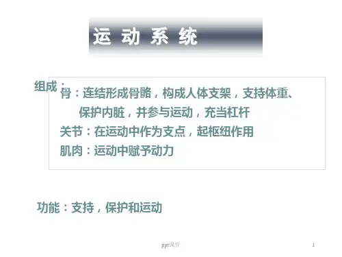 运动系统--骨学  ppt课件