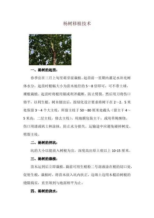 杨树移植技术