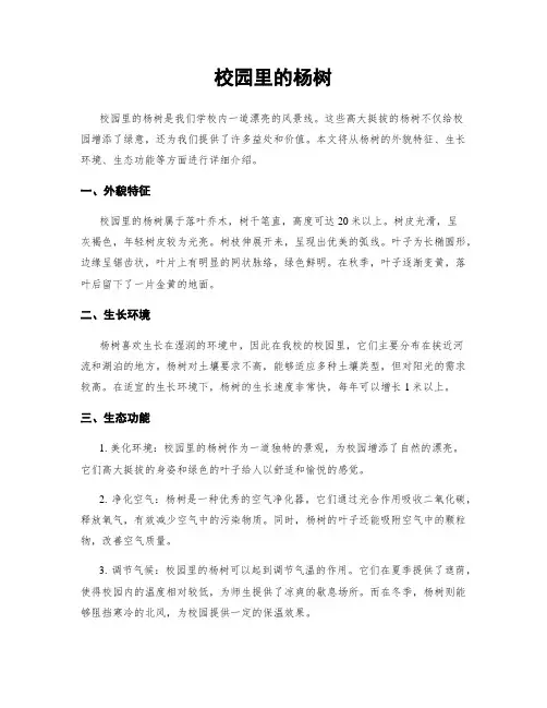 校园里的杨树