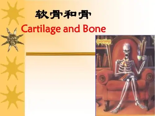 05软骨和骨