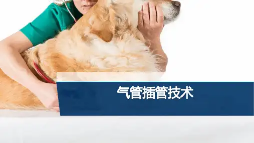 【宠物外产科病课件】气管插管技术