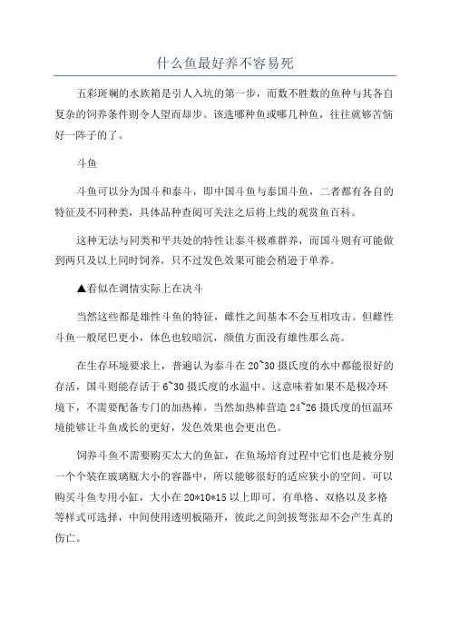什么鱼最好养不容易死