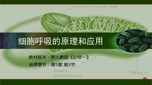 5.3 细胞呼吸的原理和应用说课课件-高一上学期生物人教版必修1