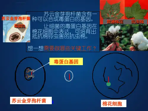 基因工程基本操作程序ppt课件