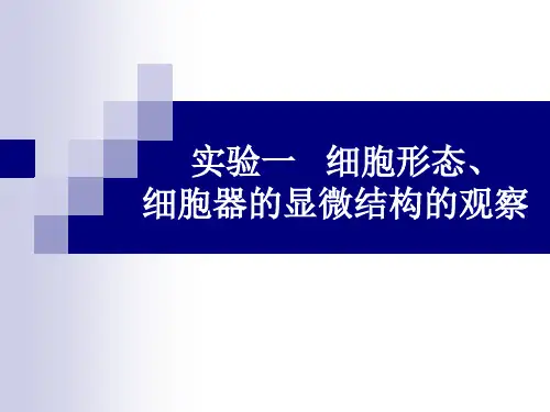 实验一  细胞形态细胞器的显微结构的观察