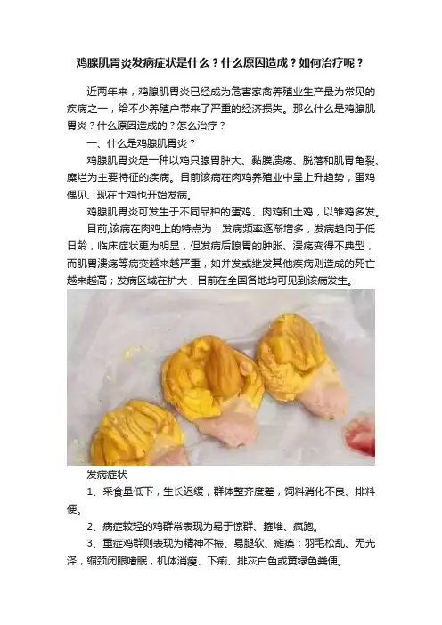 鸡腺肌胃炎发病症状是什么？什么原因造成？如何治疗呢？