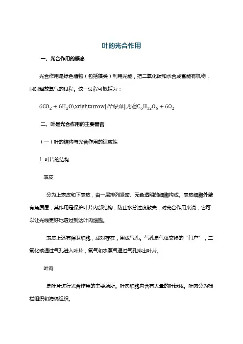 叶的光合作用