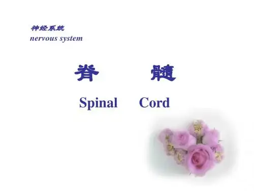 脊髓spinalcord