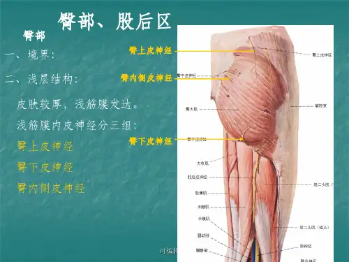 局部解剖学-臀区及下肢(学院)