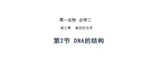 人教版高中生物必修第2册 DNA分子的结构