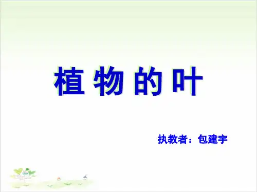 三年级上册科学-植物的叶教科版(共31张)-PPT课堂课件