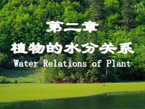 《植物的水分关系》幻灯片PPT