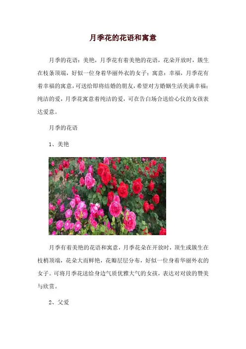 月季花的花语和寓意