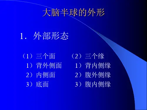 大脑的解剖生及定位诊断医学课件ppt