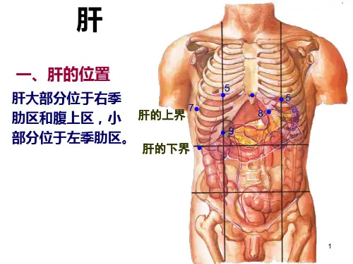 肝胆系统解剖PPT课件