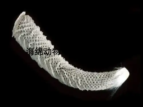 海绵动物门(Spongia)