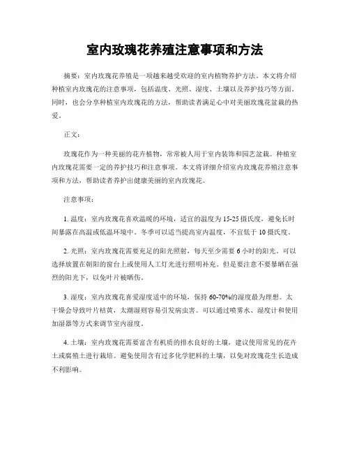 室内玫瑰花养殖注意事项和方法