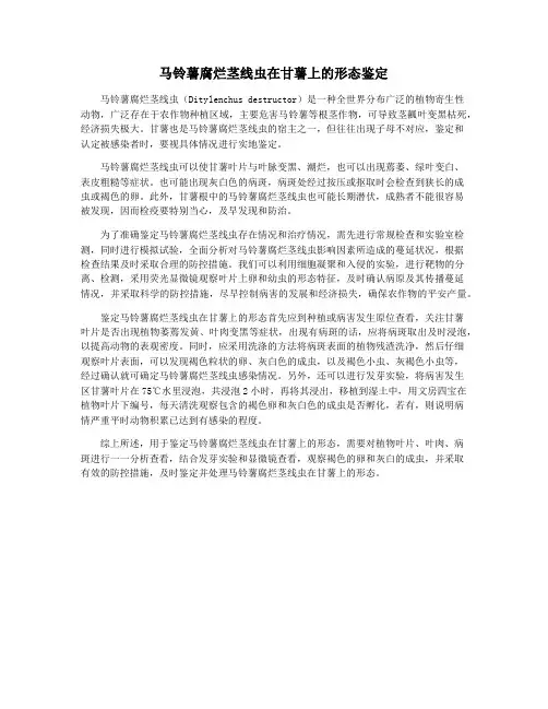 马铃薯腐烂茎线虫在甘薯上的形态鉴定