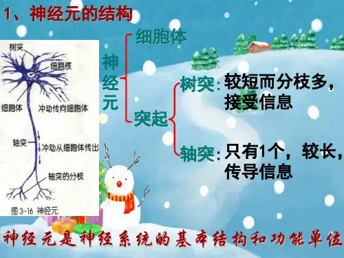 神经系统中信息的传递和调节PPT教学课件