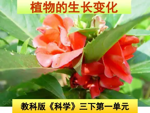 小学科学精品课件：植物的生长变化