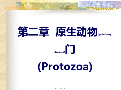 第二章原生动物门(Protozoa)(共60张PPT)