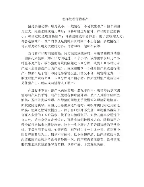 怎样处理母猪难产
