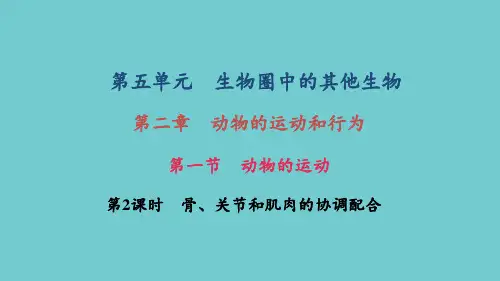 人教版八年级生物第二章第一节第2课时骨、关节和肌肉的协调配合