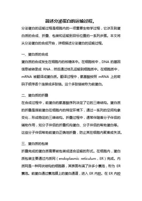简述分泌蛋白的运输过程。