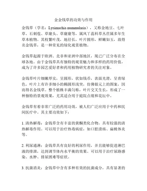 金金钱草的功效与作用
