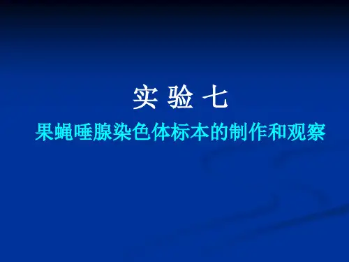 实验七 果蝇唾液腺染色体的制备