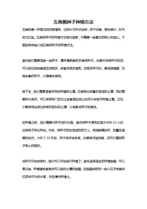 五角枫种子种植方法