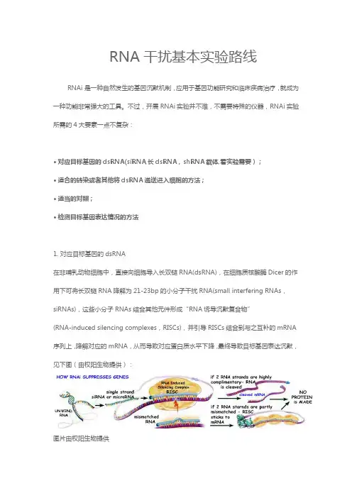 RNA干扰基本实验路线