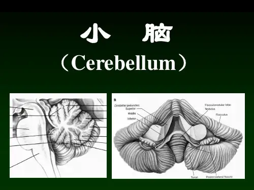 手把手认识小脑资料